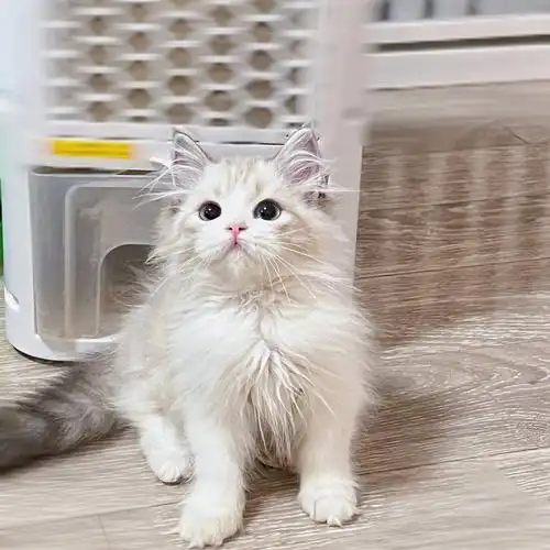 已定稀有色山猫纹高地蓝眼妹妹