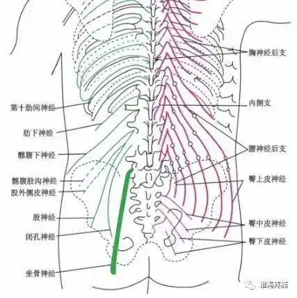腰部脊神经后支近年来研究比较多,该后支较细,上腰段约在椎间孔外侧1.