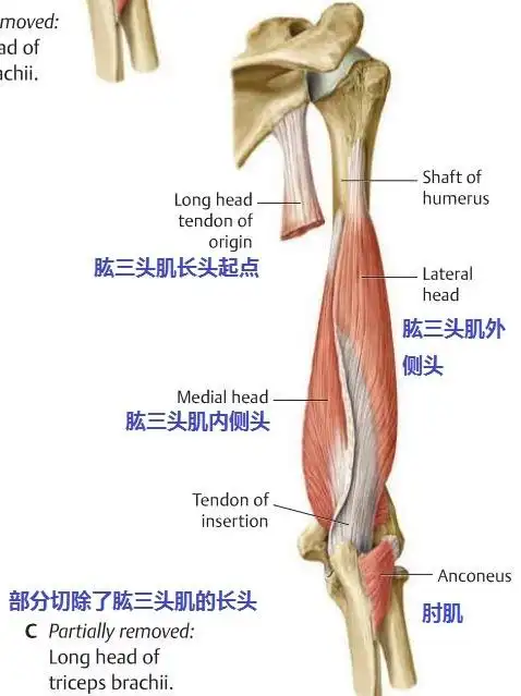 肱三头肌的三个头分别是附着在什么地方