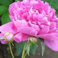 牡丹花头像大全 高清红色牡丹花头像_微信头像图片大全