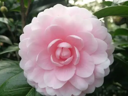 冬日茶花 色彩斑斓 幽香袭人