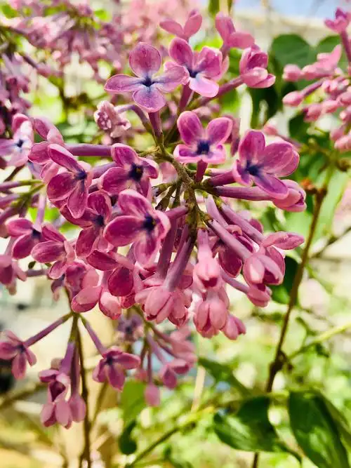 紫丁香清雅高贵,香气浓郁,花开季节,繁华满树,清新香味沁人心脾,格外