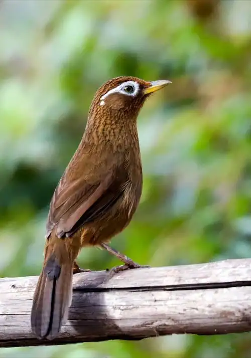 《画眉鸟》摄于中山公园