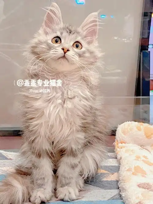 超美的啊银虎斑缅因妹妹60超高水准