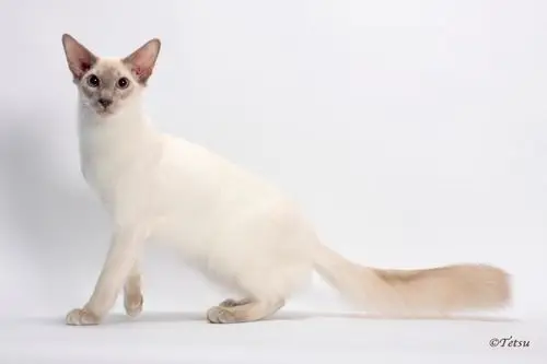 重点色pointed(繁育中运用了巴厘猫的血线的)包括:海豹色seal, 巧克力