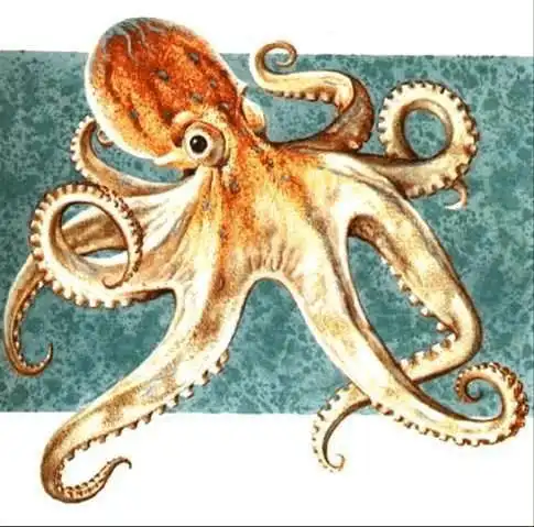 鱿鱼和乌贼章鱼区别