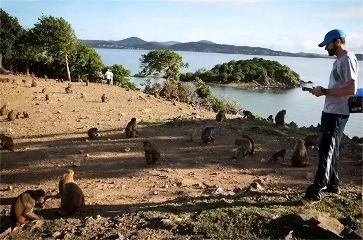 巴西蛇岛每平方米5条蛇,岛上毒蛇比陆地近亲毒5倍,成为人类禁地