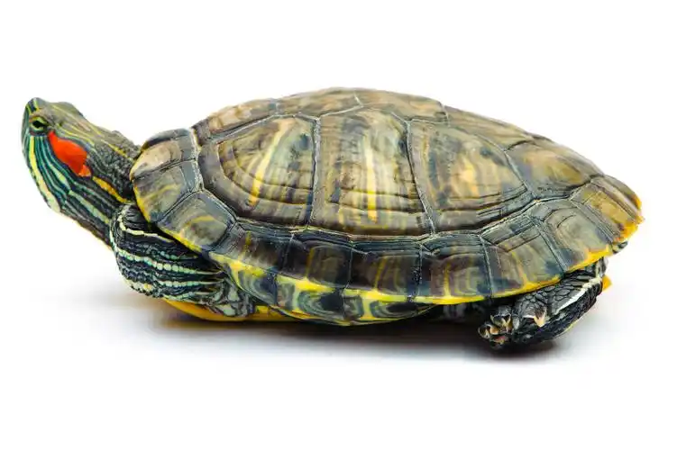 动物乌龟图片大全-动物乌龟高清图片下载-觅知网