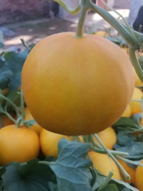 久红瑞甜瓜 2斤以上