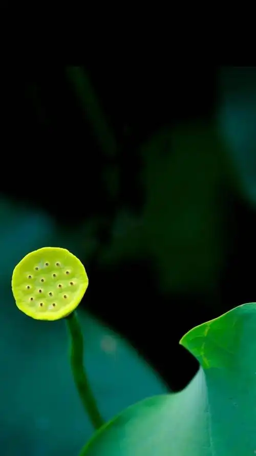 安心  无量心   来自山水闲庭   《无量心》出自独立音乐人马常胜的