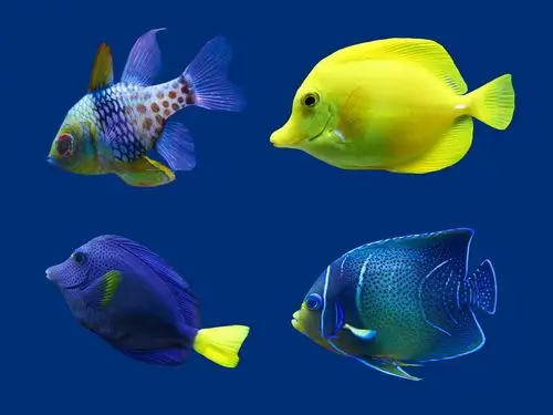 小鱼种类大全高清图片