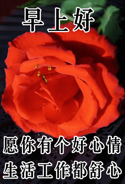 12月2日最漂亮早上好动态表情图片大全早晨好动图美图大全