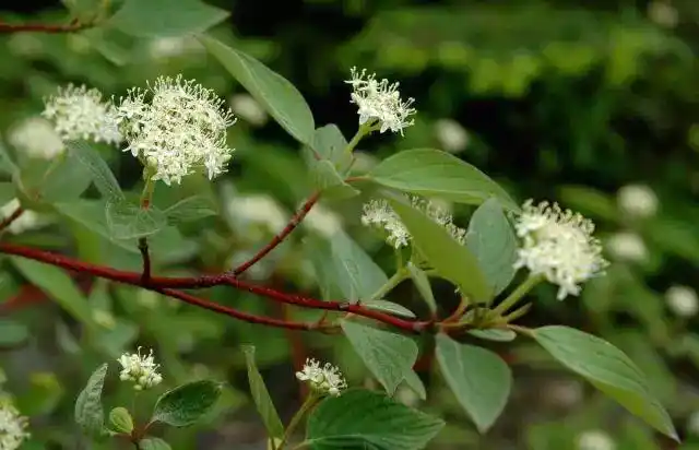 常常被忽略的一个群体观茎植物