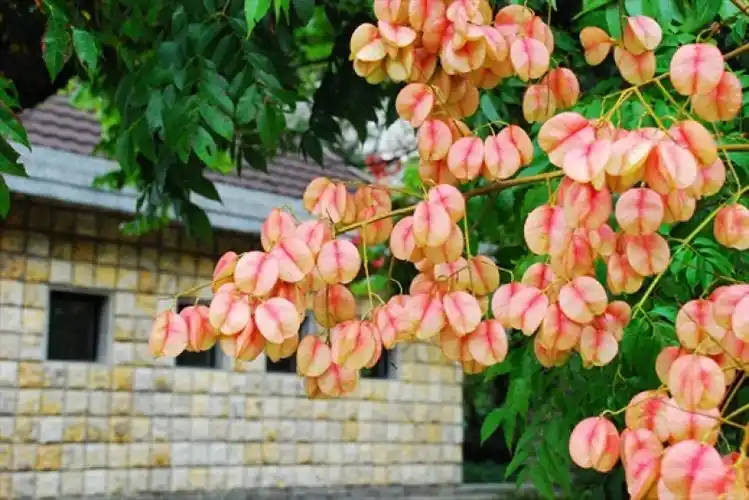 【开花笔记】台湾栾树:小红灯笼高高挂