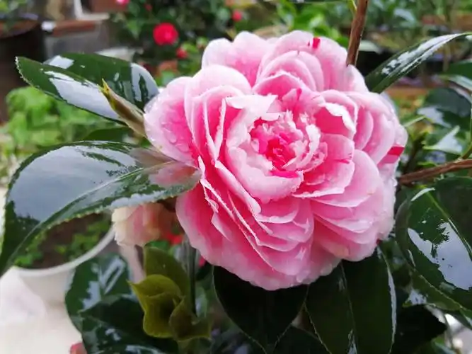 娇艳欲滴的五色茶花