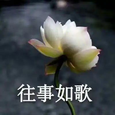 中老年头像.莲花
