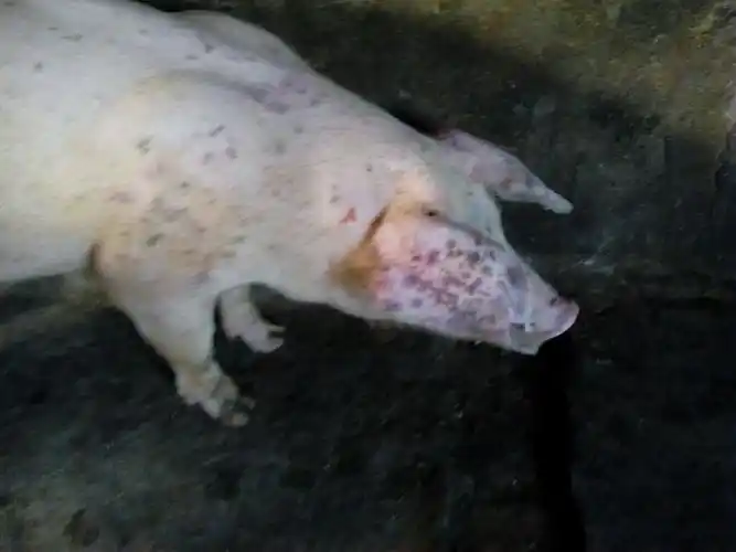 猪病问答猪身上起红包然后变紫有图