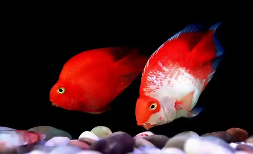 鹦鹉鱼变白怎么回事什么原因及如何恢复