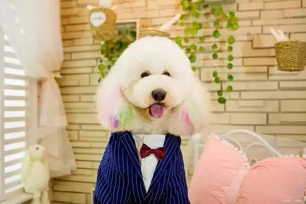 贵宾犬,又称贵妇犬,是一种体型小巧,造型菲林似的犬种,以其娇小灵活