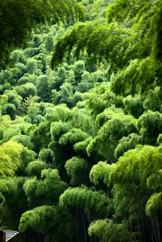 中国最美的"深氧界",宜兴竹海!