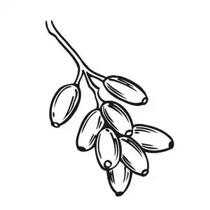 枸杞手画矢量插画集.雕刻食品形象照片