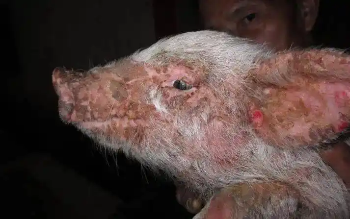 仔猪油皮病怎么治?