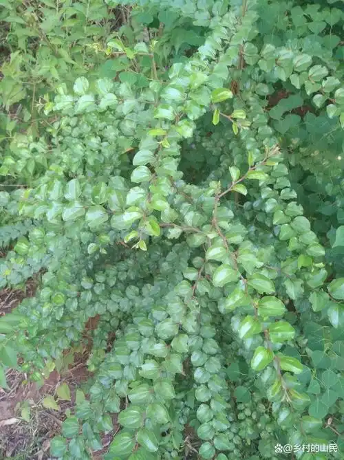 野生铁篱笆,又叫马甲子农村做菜园围栏,知道那些作用的朋友吗?