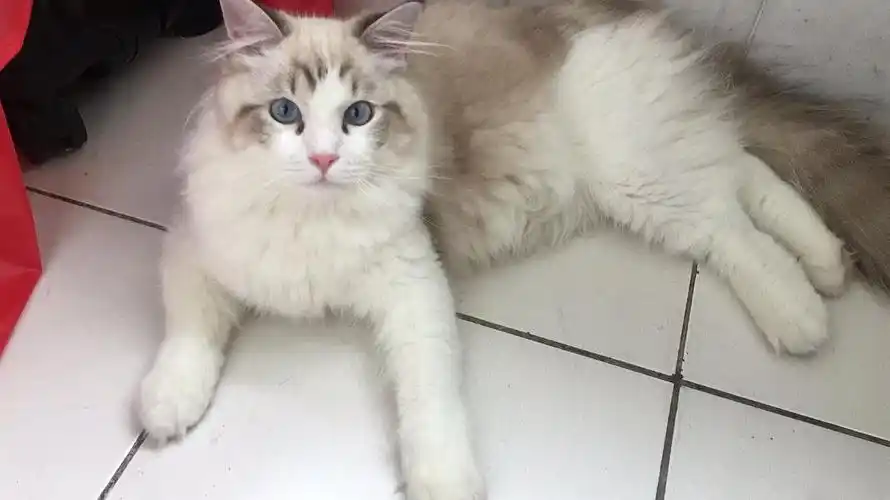 山猫纹布偶公猫找对象