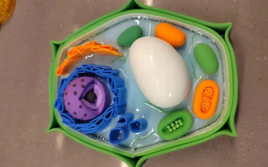 植物细胞模型教程来啦