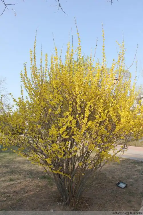 落叶灌木35——连翘 - 承德园林的日志 - 网易博客