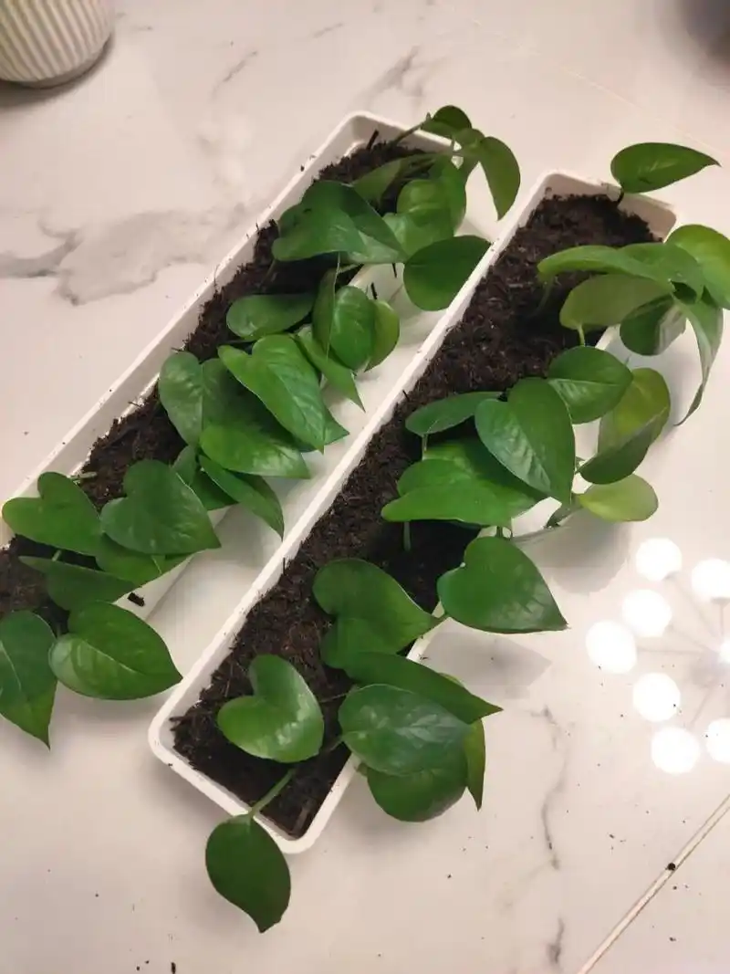 给绿萝理个发吧 现在看起来似乎有些杂乱了,简单的修剪一下吧,再扦插