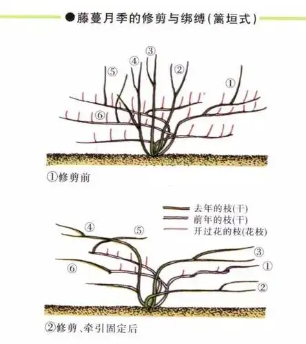 藤本月季施术秘籍,这样造型年年开花爆满园!