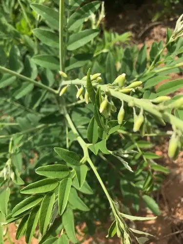 尹集镇楼房湾村栽种的中草药 苦参