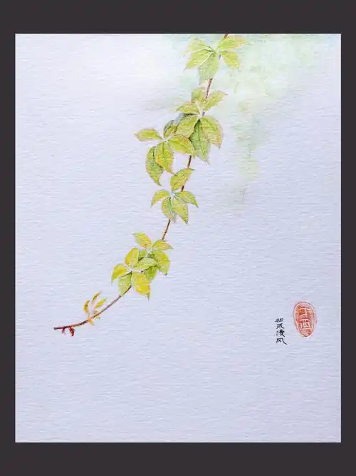 清风陪你来画画之爬山虎