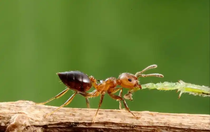 小科普白蚁蚂蚁它们到底有什么不同之处