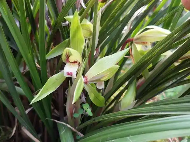 珍稀野生兰花的识别技巧