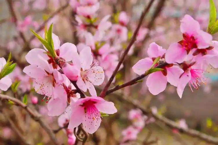 桃花盛开的季节