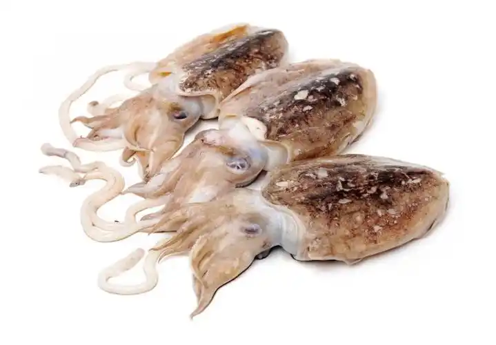 家常小海鲜做法墨鱼可以做成哪些美食墨鱼也可以这样吃