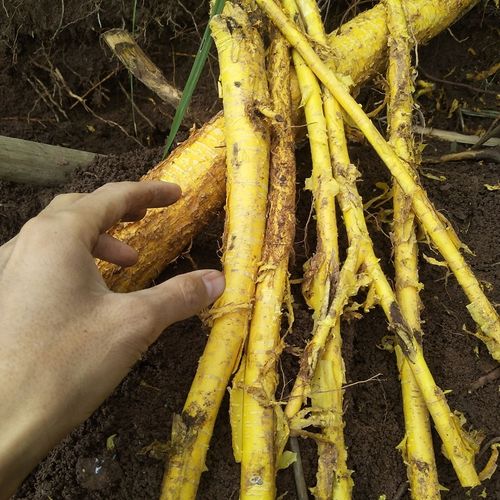 现挖新鲜穿破中草药500g九层皮山荔枝剥壳黄蛇根其他药食同源食品