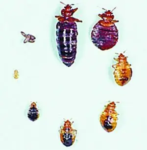 《小小臭虫让6家工厂大惊失色》追踪深圳晚报记者易芬 通讯员蒋丽娟