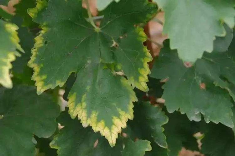 葡萄缺氮,磷,钾的补救措施