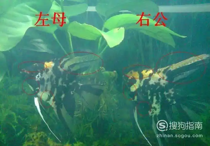 神仙鱼如何分公母图