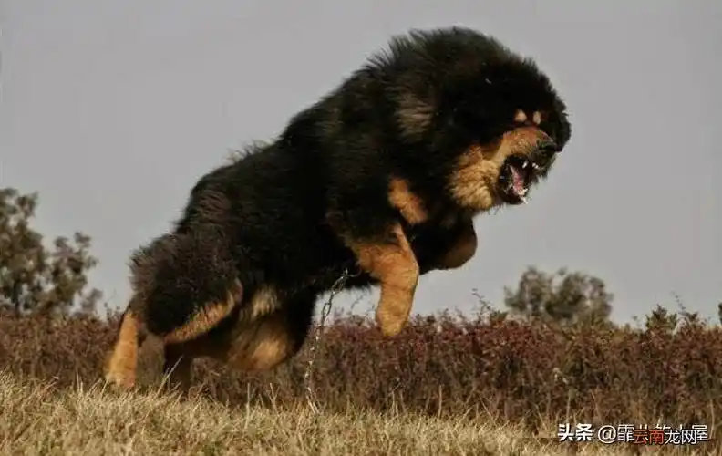 中国藏獒十大獒王排名,世界藏獒十大獒王排名