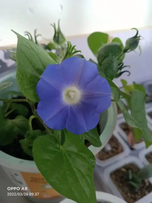 牵牛花可惜没有看见全部开花的样子