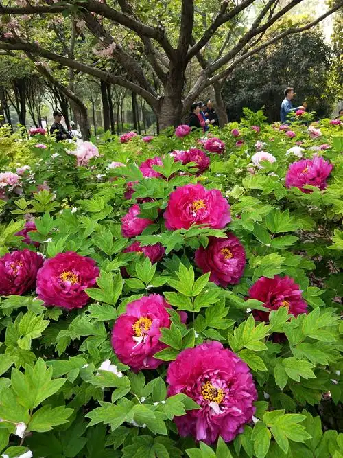 风景(双牡丹花之旅六天游)牡丹花:河南洛阳牡丹花中国国花园.