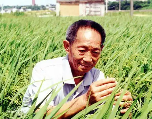 袁隆平(杂交水稻之父)