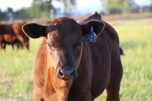 安格斯独家肉牛行为学特征及处理指南理解肉牛行为提高工作效率