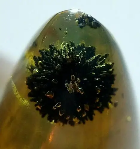 缅甸植物珀种类