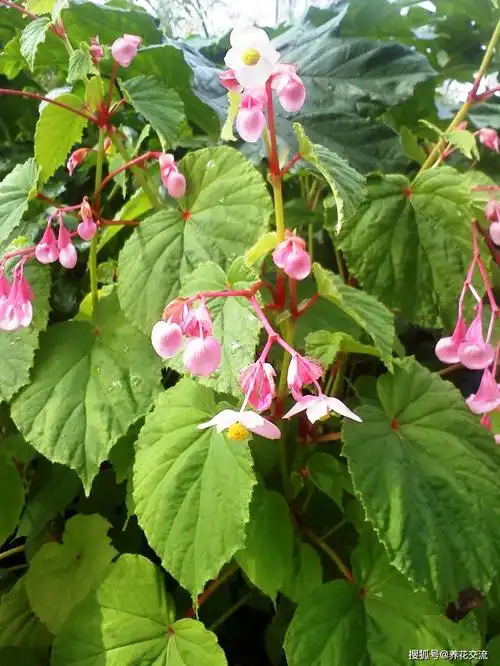 秋海棠四大种类囊括所有常见品种,蟆叶秋海棠和竹节秋海棠特耐阴