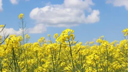 2019武汉周边春天花事赏花全攻略,油菜花,樱花,杜鹃花赏花地点推荐,婺
